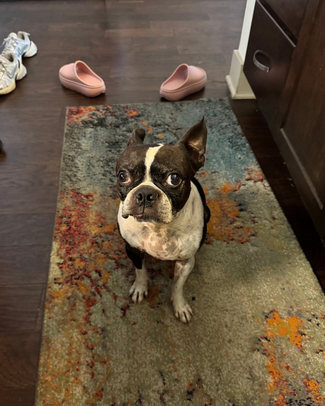 Benji giving puppy eyes to his moman
