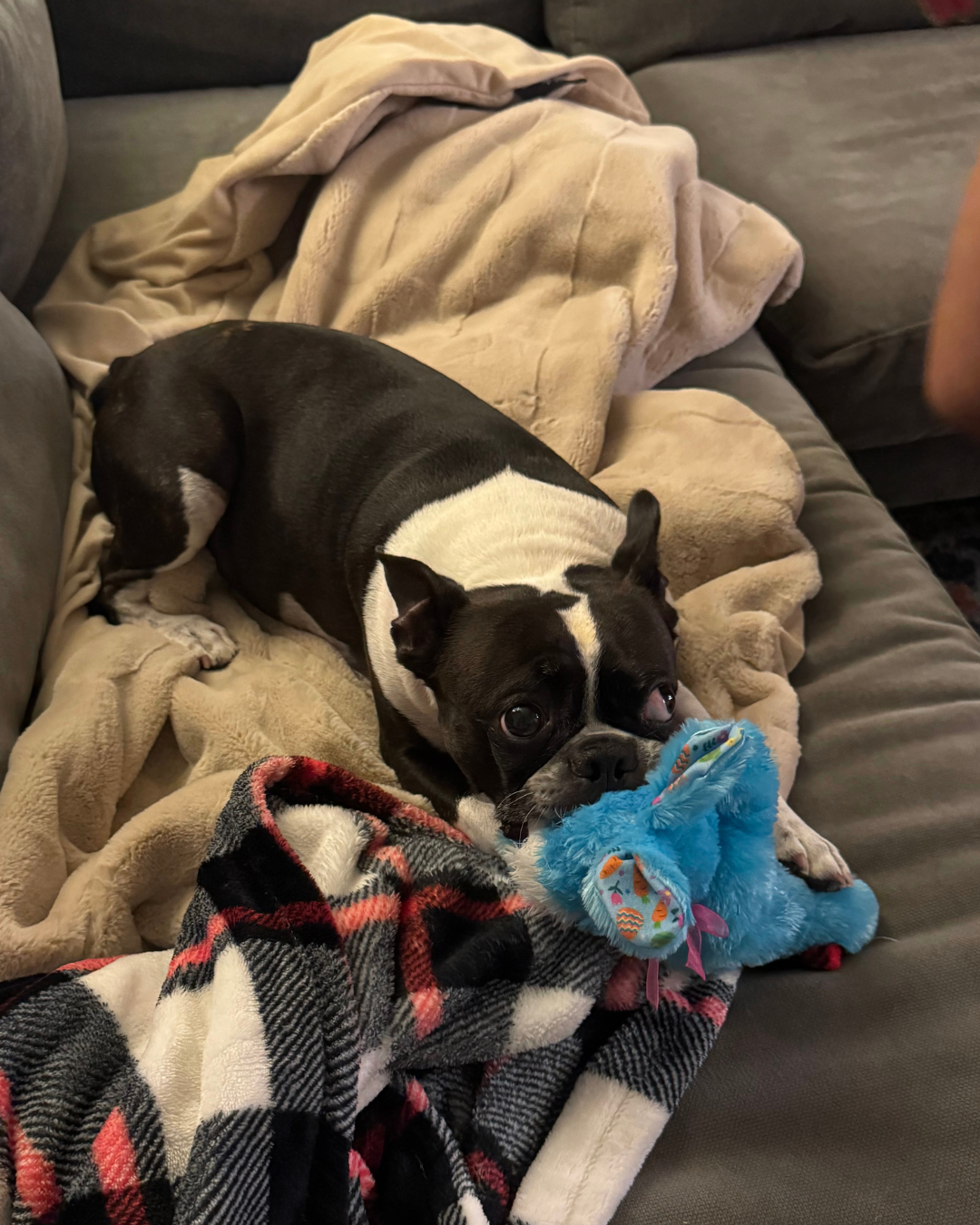 Benji with his bunny friend