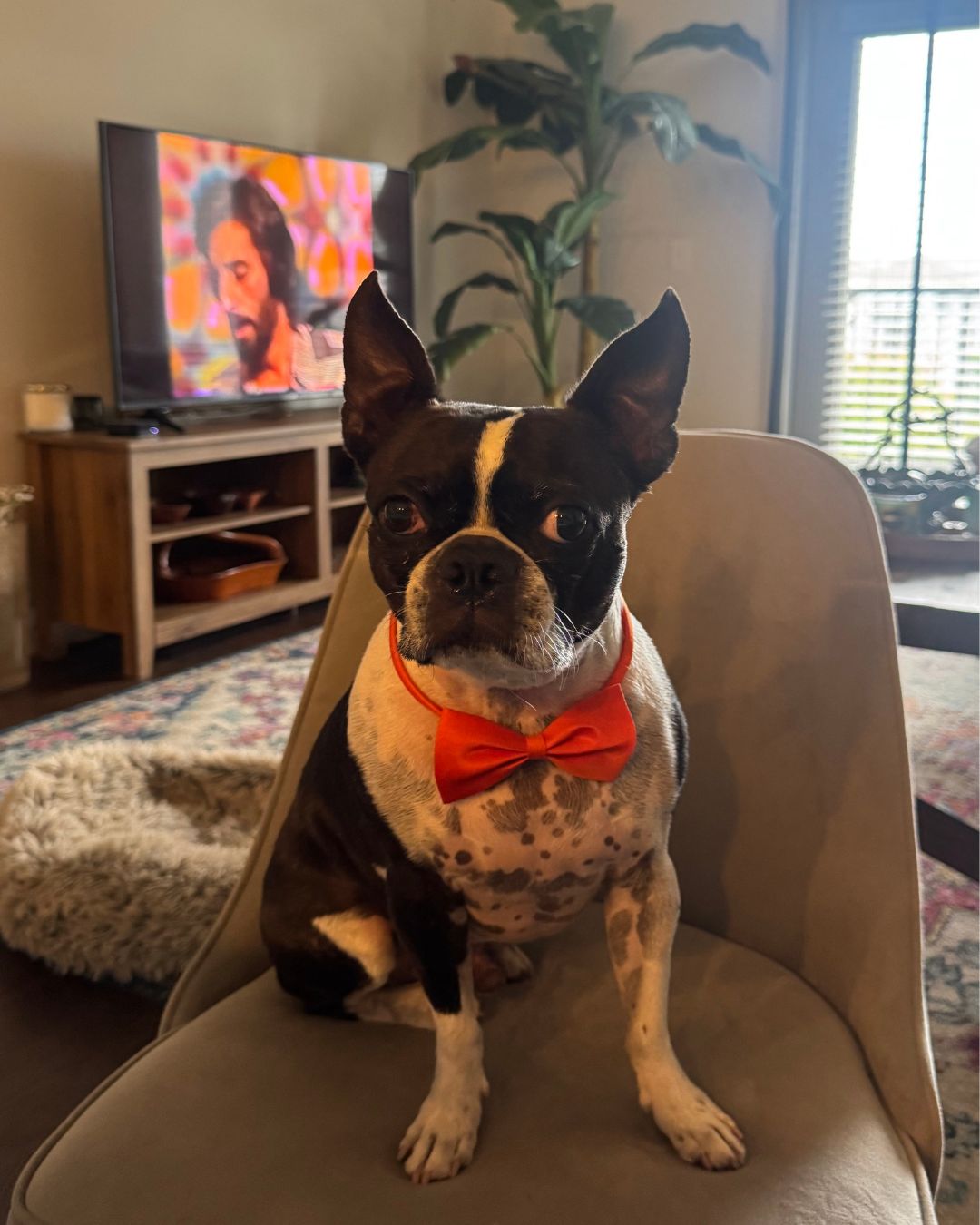 Benji celebrating Persian New Year (Nowruz)